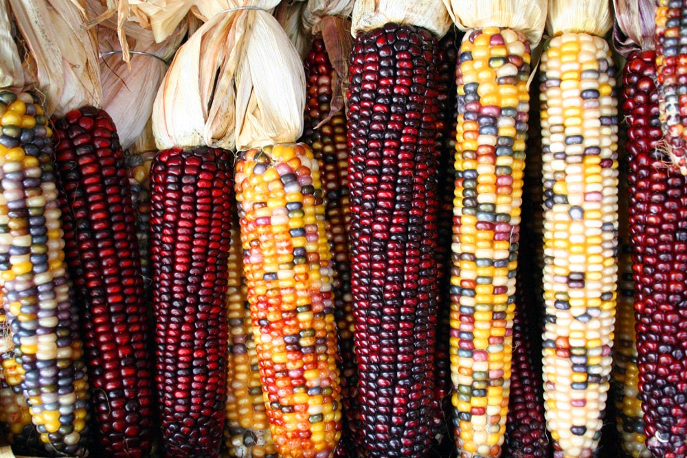 50 Indian MINI MIX CORN Miniature 4" Ears Ornamental Zea Mays Vegetable Seeds