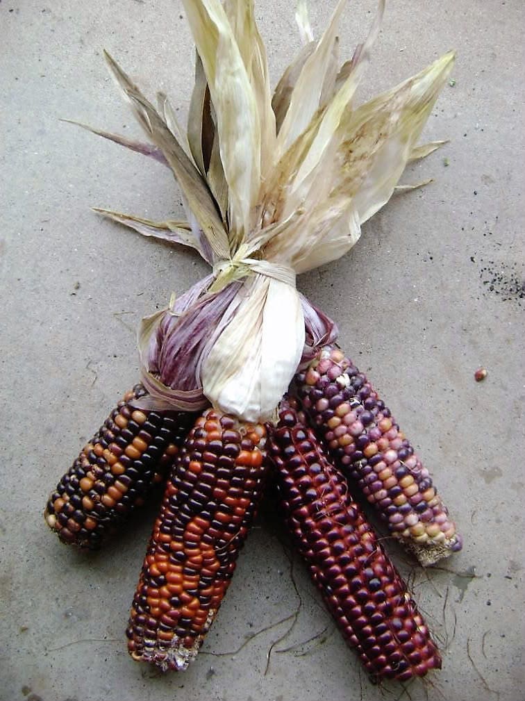 50 Indian MINI MIX CORN Miniature 4" Ears Ornamental Zea Mays Vegetable Seeds