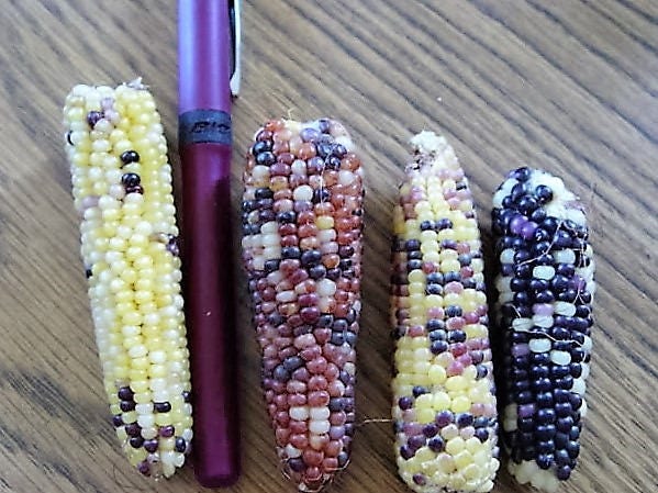 50 Indian MINI MIX CORN Miniature 4" Ears Ornamental Zea Mays Vegetable Seeds