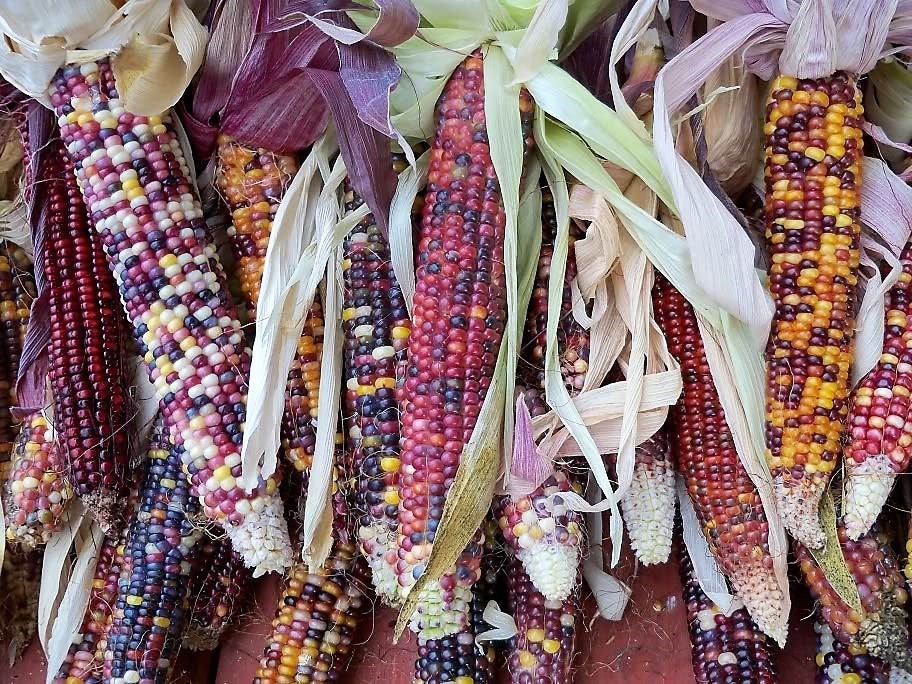 50 Indian MINI MIX CORN Miniature 4" Ears Ornamental Zea Mays Vegetable Seeds