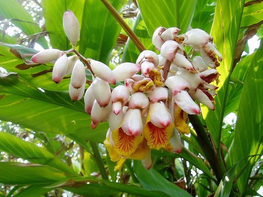 5 KAT GINGER Pink & Yellow Shell Alpinia Katsumadai Hayata Flower Herb Seeds