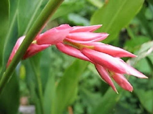 5 KAT GINGER Pink & Yellow Shell Alpinia Katsumadai Hayata Flower Herb Seeds