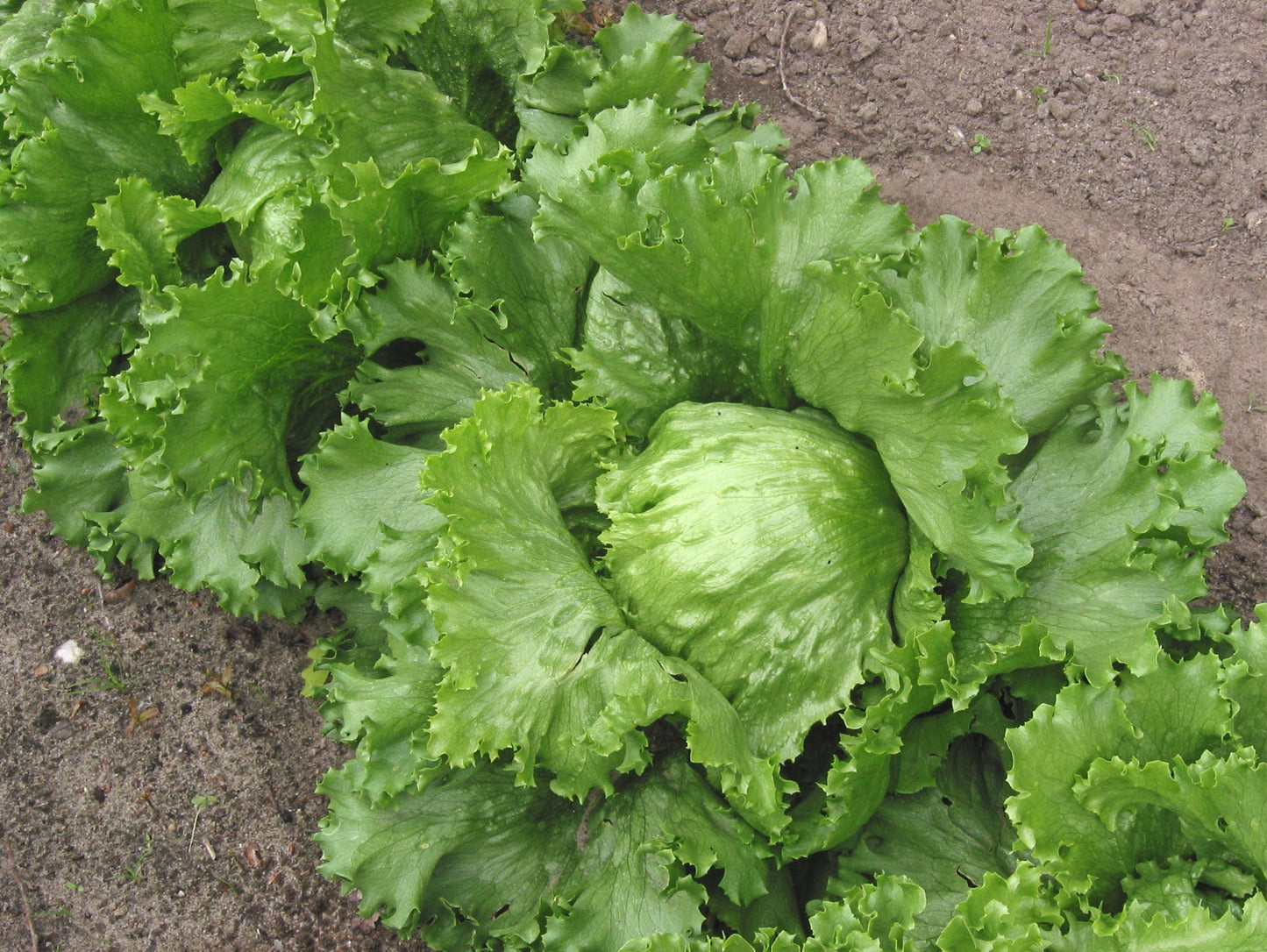 1000 GREAT LAKES LETTUCE Batavian Iceberg Lactuca Sativa Vegetable Seeds
