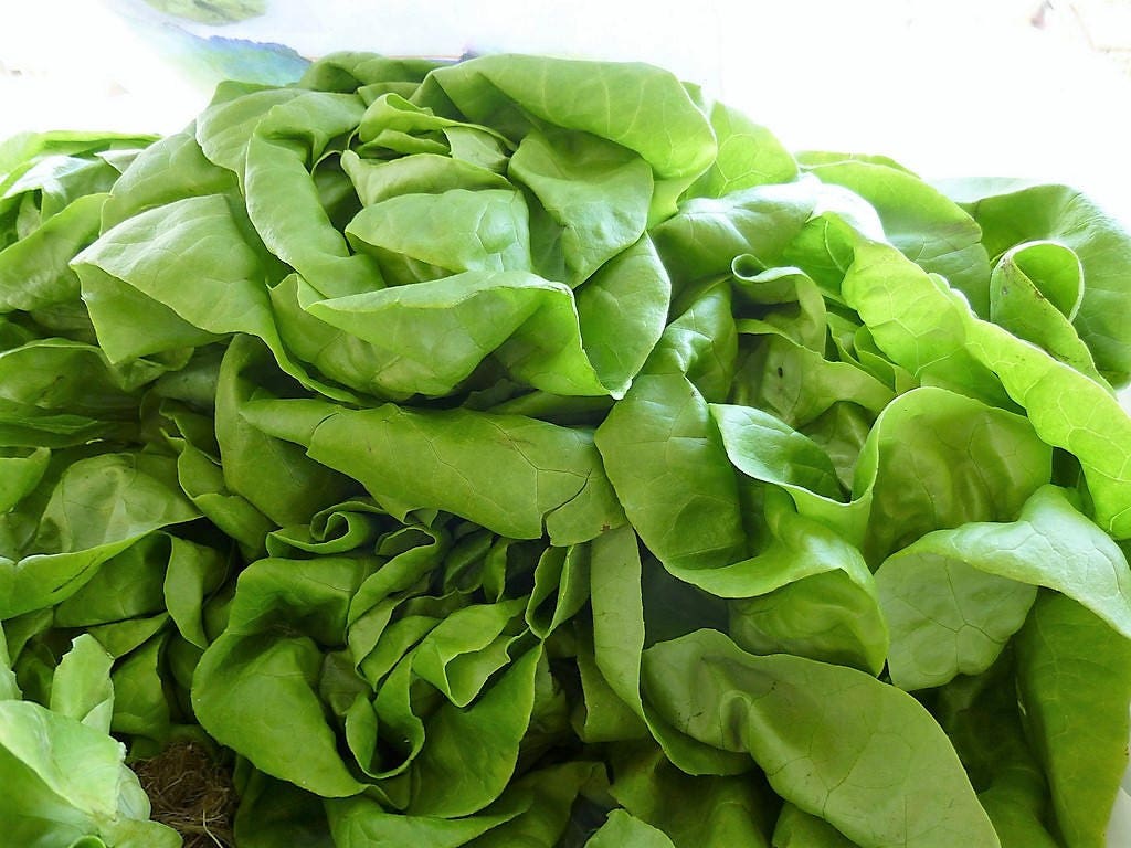 3000 WHITE BOSTON LETTUCE 12" Green Butterhead Lactuca Sativa Vegetable Seeds