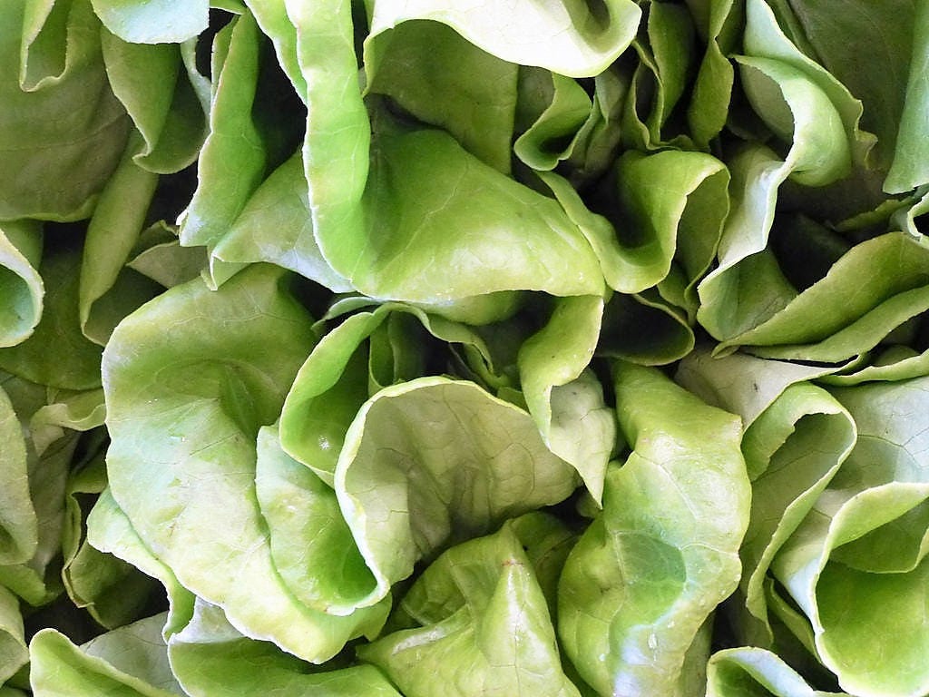 3000 WHITE BOSTON LETTUCE 12" Green Butterhead Lactuca Sativa Vegetable Seeds