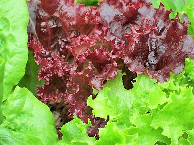 3000 RUBY LEAF LETTUCE Red Loose Leaf Heirloom Lactuca Sativa Vegetable Seeds