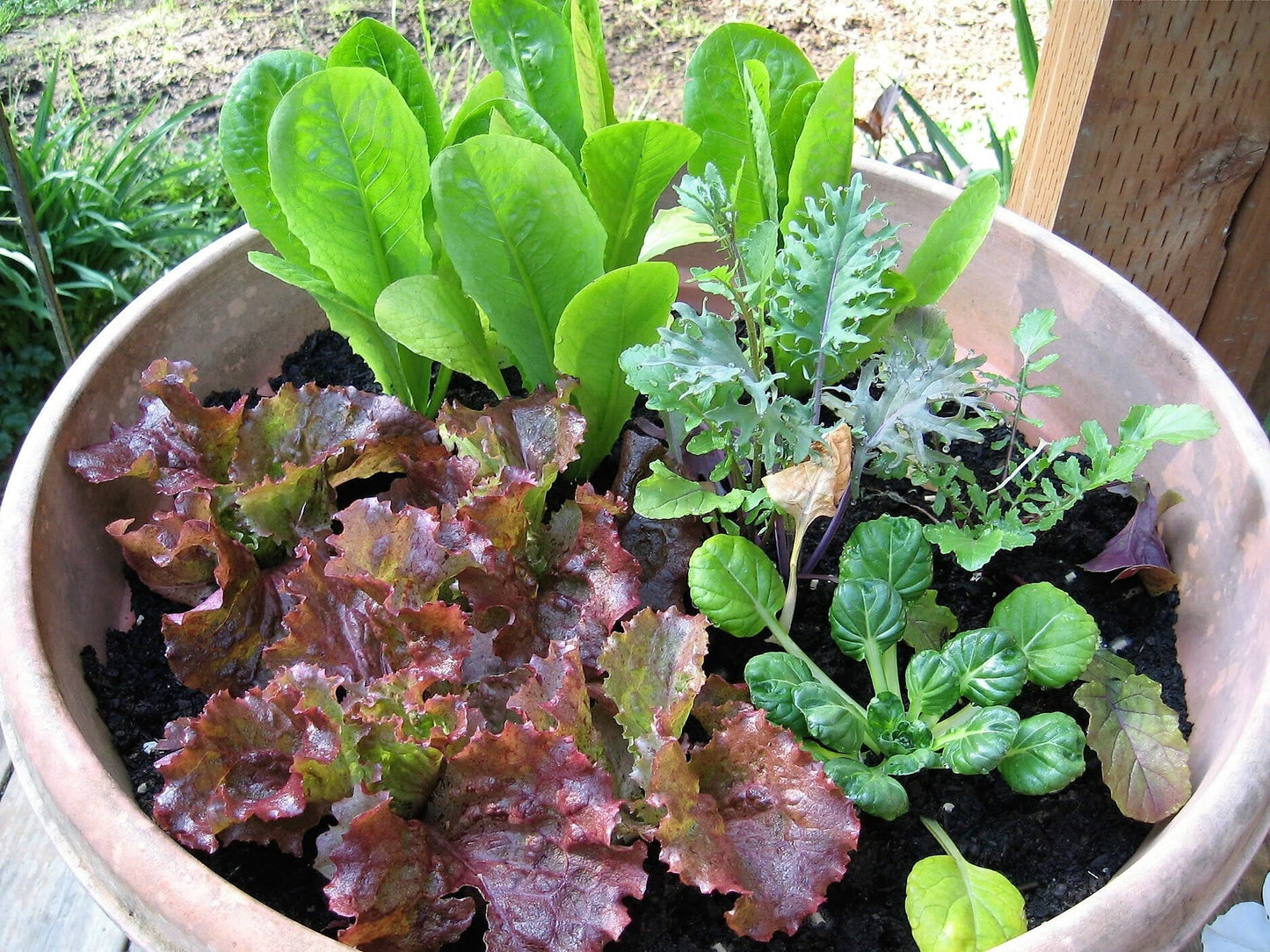 3000 RUBY LEAF LETTUCE Red Loose Leaf Heirloom Lactuca Sativa Vegetable Seeds
