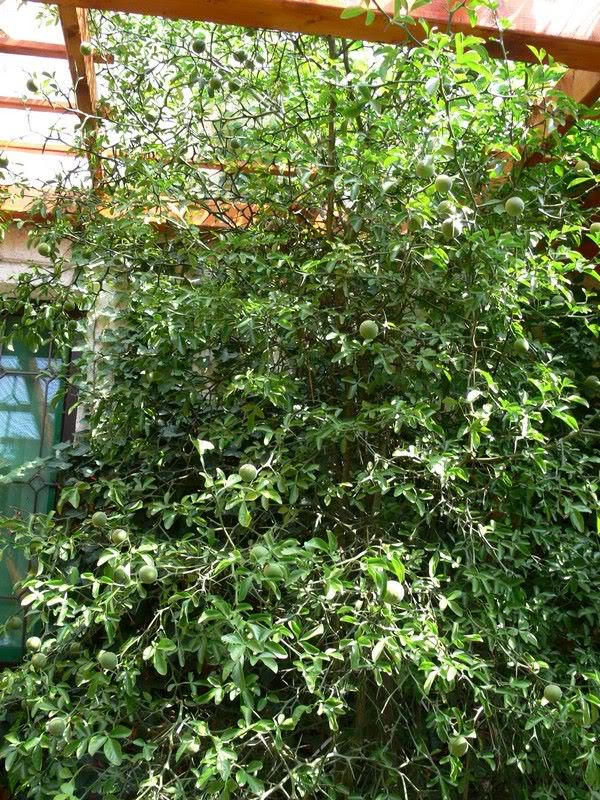 15 CHOCOLATE VINE Edible Fruit Akebia Trifoliata Flower Ornamental Climber Seeds