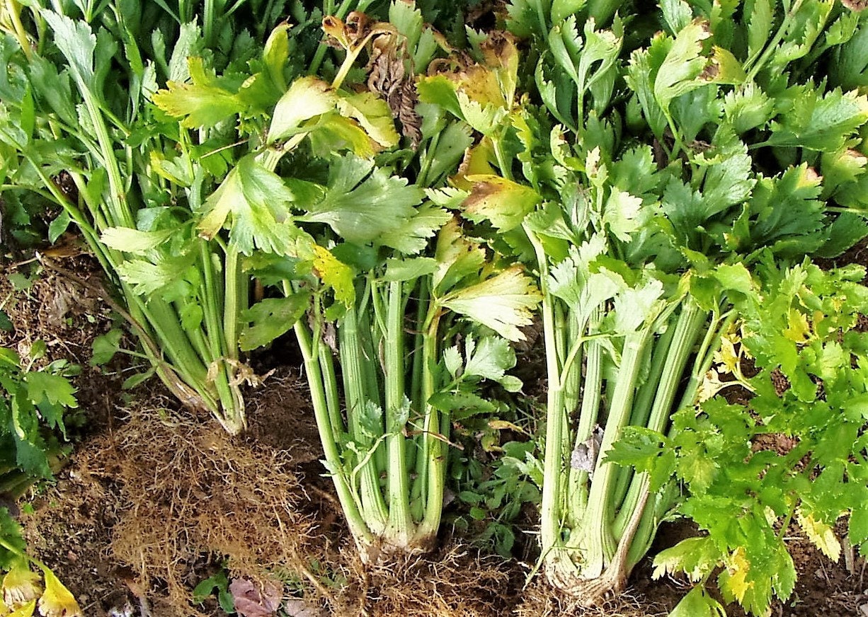 1000 TENDERCRISP CELERY Stalks & Leaves Apium Graveolens Vegetable Seeds