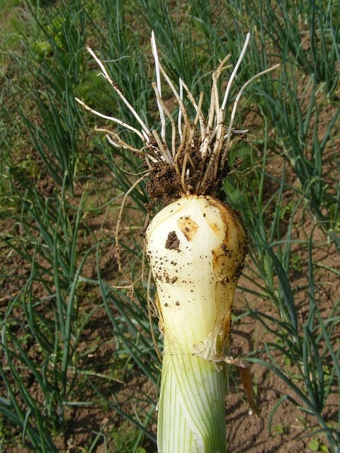 300 Evergreen NEBUKA BUNCHING ONION Japanese Allium Fistulosum Vegetable Seeds