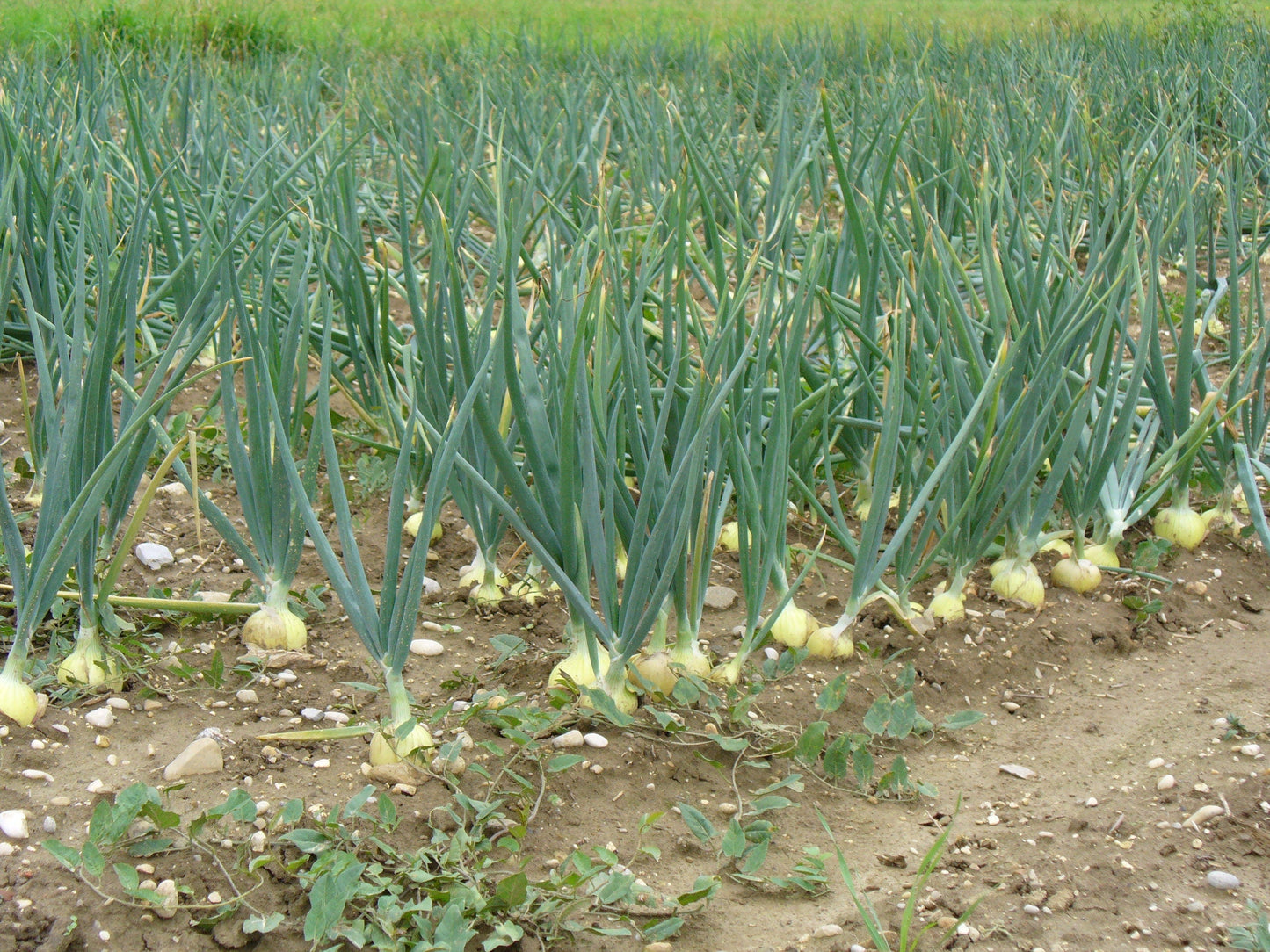 400 Texas EARLY GRANO ONION Large Sweet Yellow Allium Cepa Vegetable Seeds