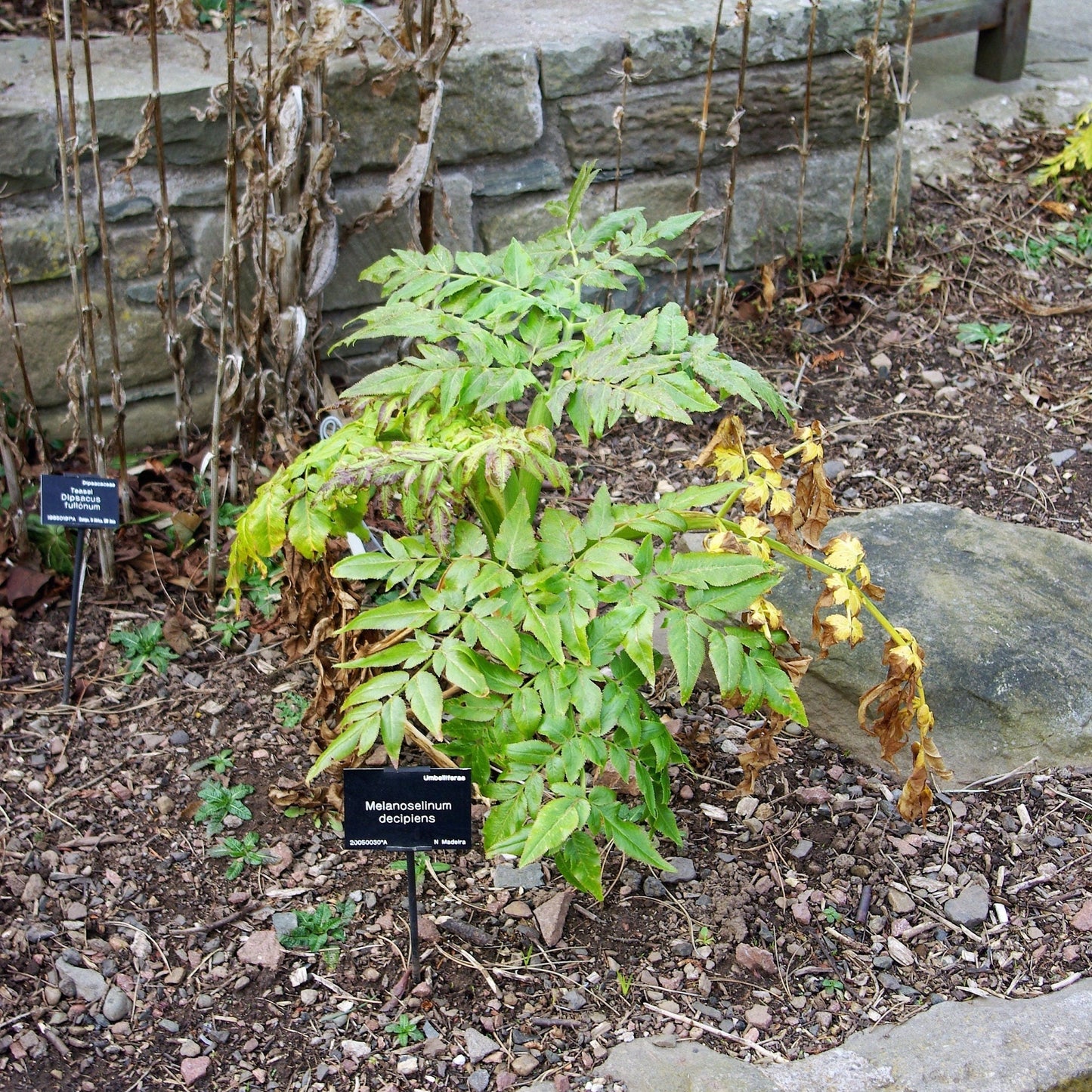 10 Madeira GIANT BLACK PARSLEY Parsnip Palm Melanoselinum Decipiens Flower Seeds