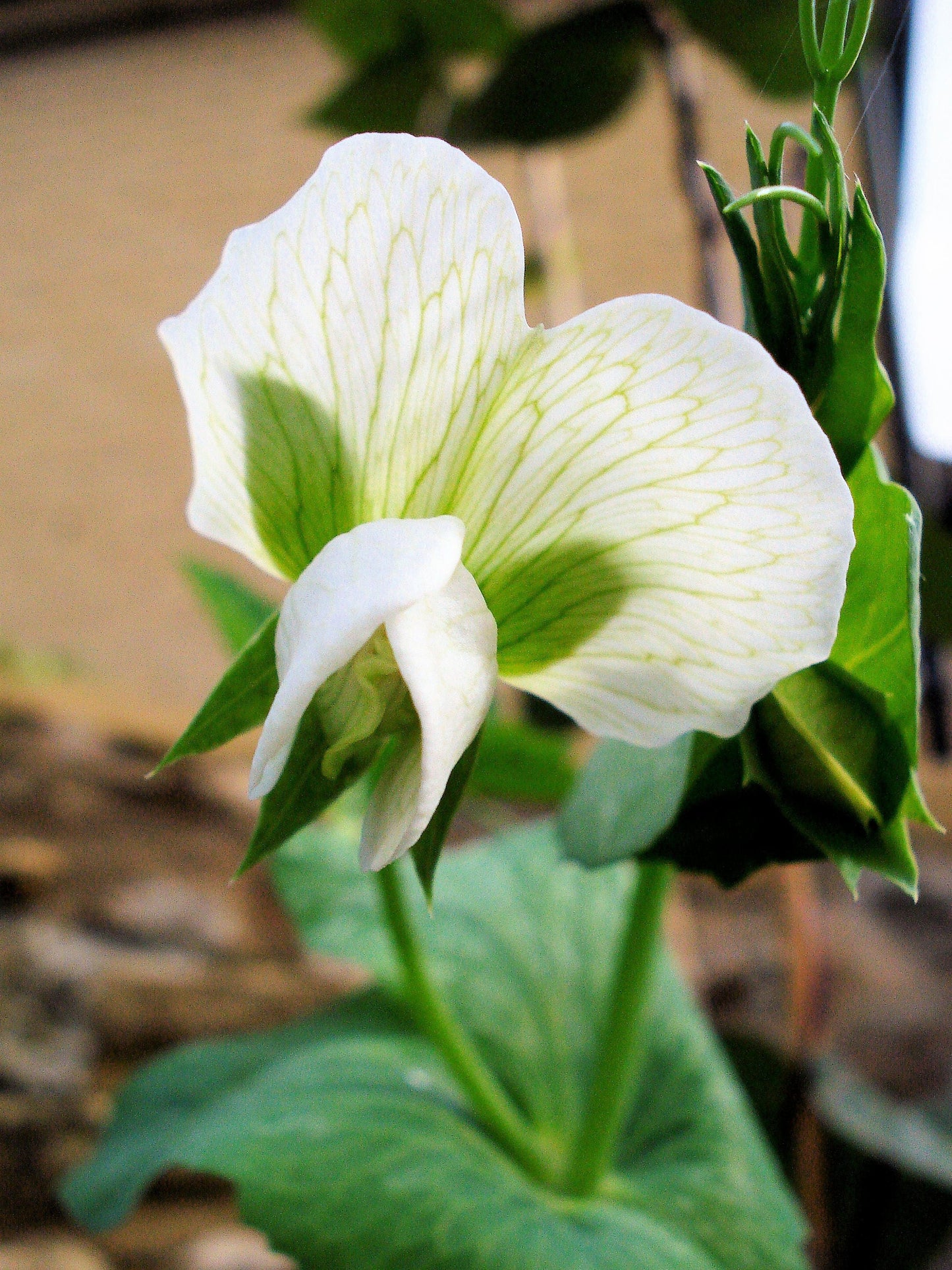 50 Early FROSTY GARDEN PEA English Shelling Pisum Sativum Vegetable Seeds