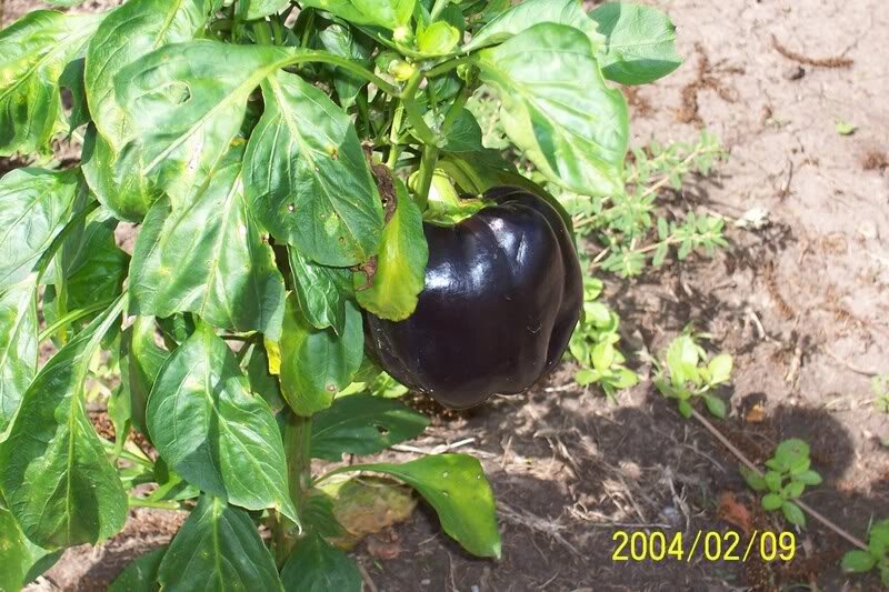 30 CHOCOLATE BEAUTY Bell PEPPER Sweet Brown Capsicum Annuum Vegetable Seeds