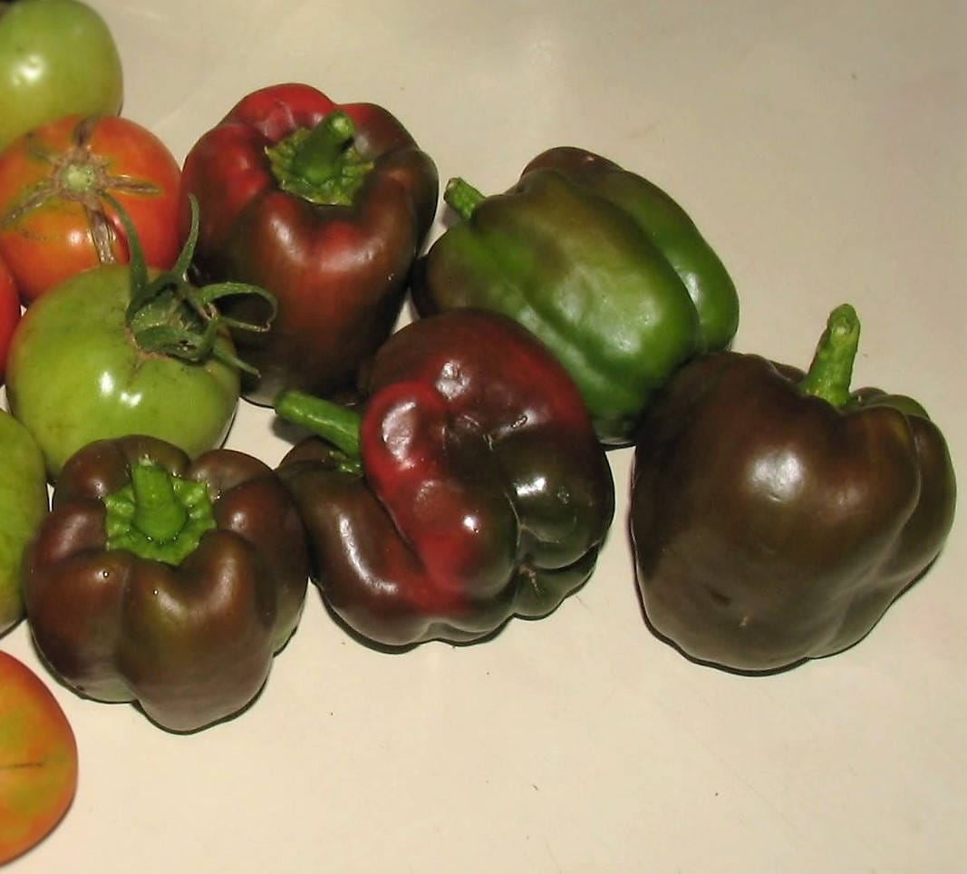 30 CHOCOLATE BEAUTY Bell PEPPER Sweet Brown Capsicum Annuum Vegetable Seeds