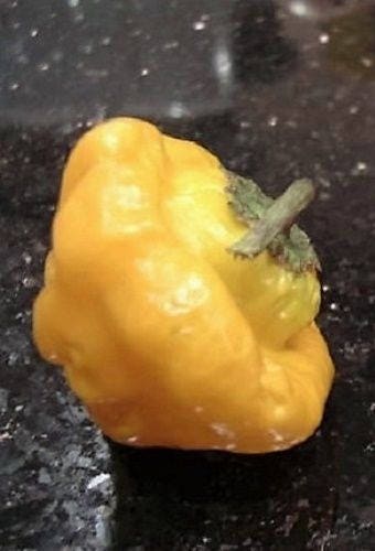 40 Yellow JAMAICAN HOT PEPPER Capsicum Chinense Scotch Bonnet Vegetable Seeds