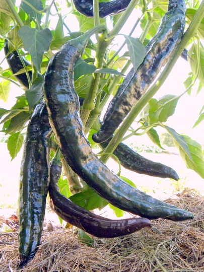 50 PASILLA BAJIO PEPPER Mexican Chile Negro Capsicum Annuum Vegetable Seeds