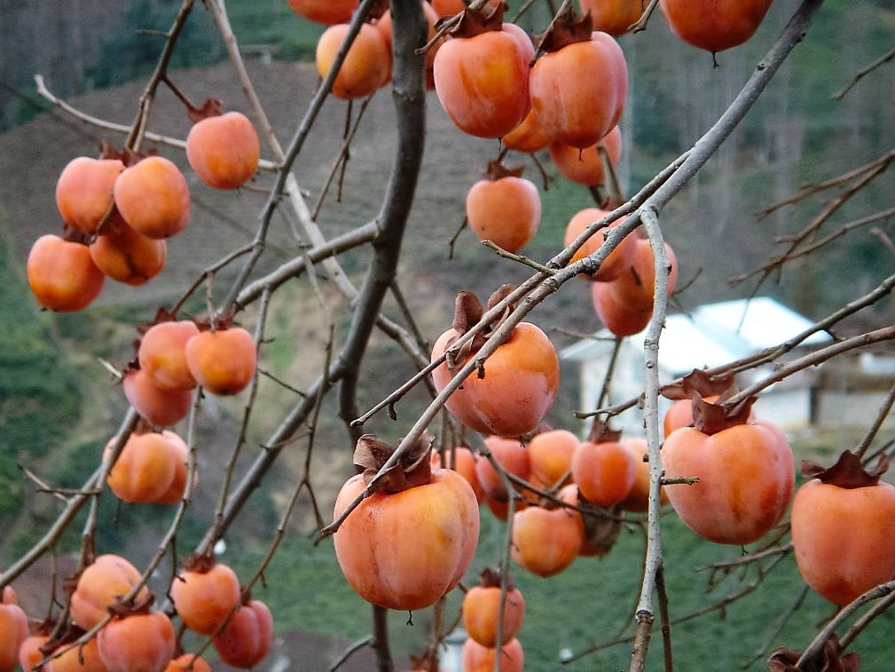 5 JAPANESE PERSIMMON Tree Asian Diospyros Kaki Orange Red Fruit Flower Seeds