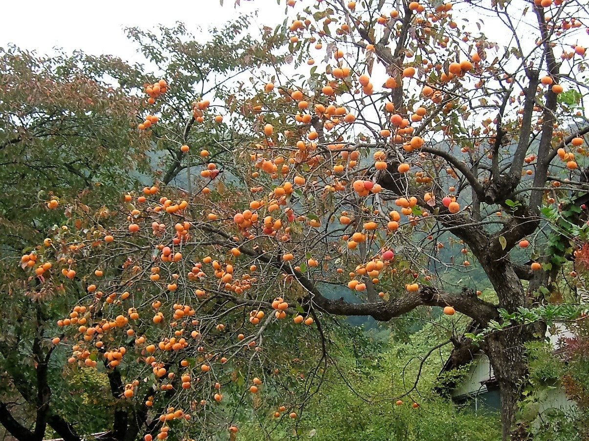 5 JAPANESE PERSIMMON Tree Asian Diospyros Kaki Orange Red Fruit Flower Seeds