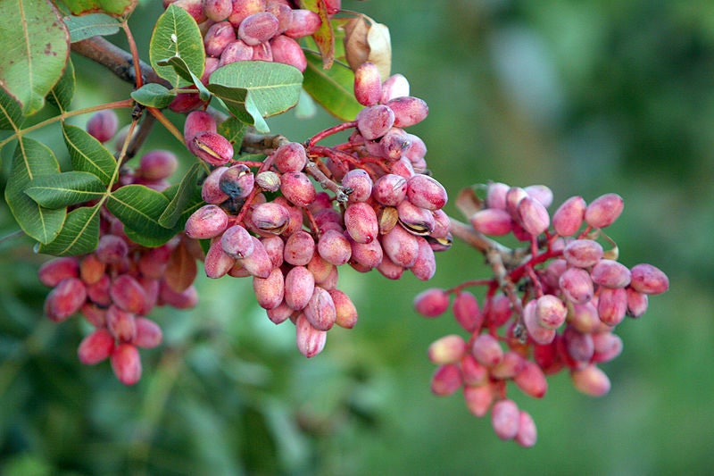 5 PISTACHIO NUT TREE Pistacia Vera Fruit Red Flowers Seeds
