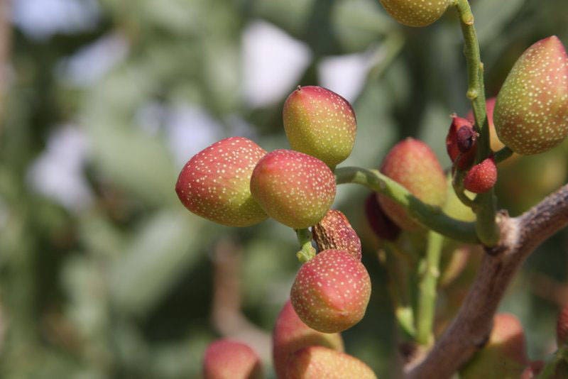 5 PISTACHIO NUT TREE Pistacia Vera Fruit Red Flowers Seeds