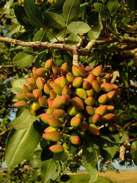 5 PISTACHIO NUT TREE Pistacia Vera Fruit Red Flowers Seeds