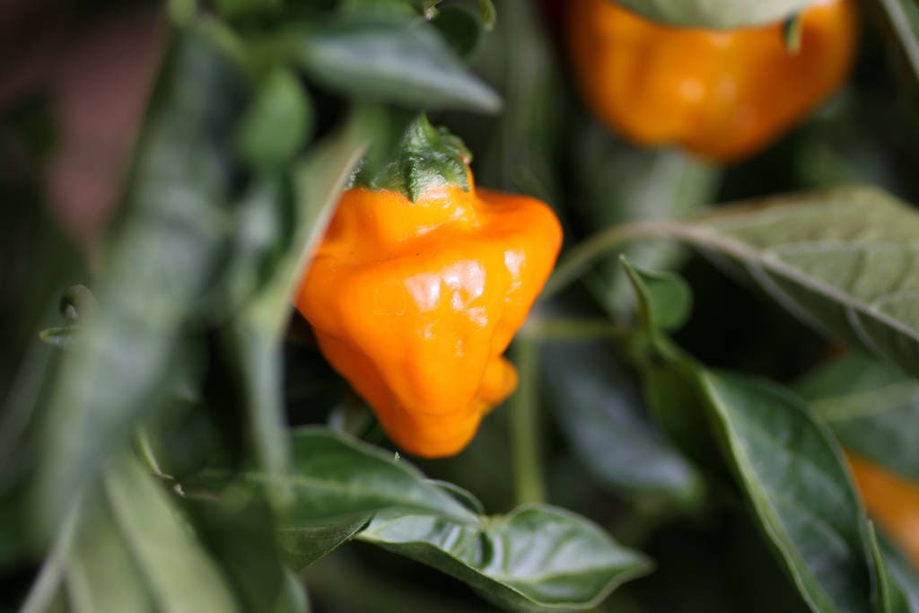 40 Orange SCOTCH BONNET PEPPER very hot Jamaican Capsicum Chinense Vegetable Seeds