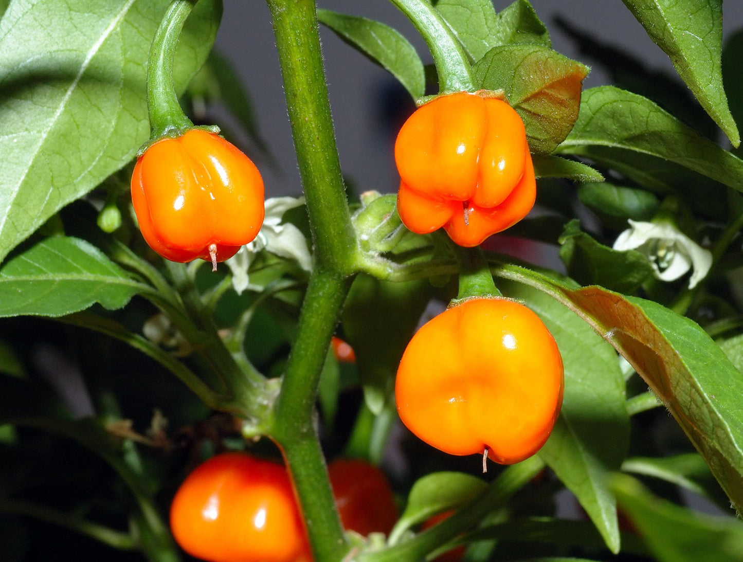 40 Orange SCOTCH BONNET PEPPER very hot Jamaican Capsicum Chinense Vegetable Seeds