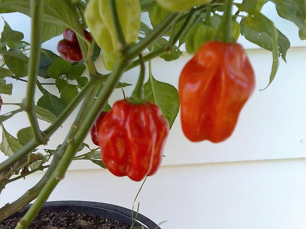 40 Orange SCOTCH BONNET PEPPER very hot Jamaican Capsicum Chinense Vegetable Seeds