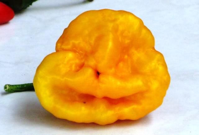 40 Yellow SCOTCH BONNET PEPPER very hot Jamaican Capsicum Chinense Vegetable Seeds