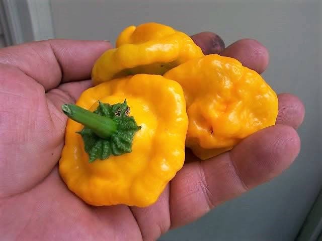 40 Yellow SCOTCH BONNET PEPPER very hot Jamaican Capsicum Chinense Vegetable Seeds