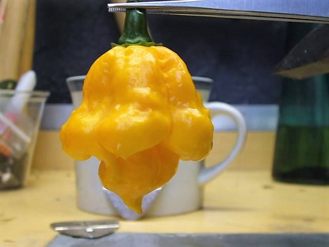 40 Yellow SCOTCH BONNET PEPPER very hot Jamaican Capsicum Chinense Vegetable Seeds