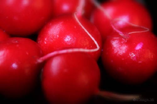 500 CHAMPION RADISH Sweet Scarlet Red Raphanus Sativus Root Vegetable Seeds