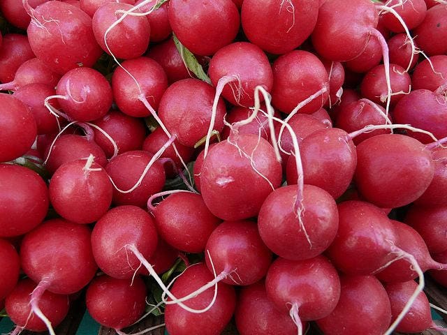 500 CHAMPION RADISH Sweet Scarlet Red Raphanus Sativus Root Vegetable Seeds