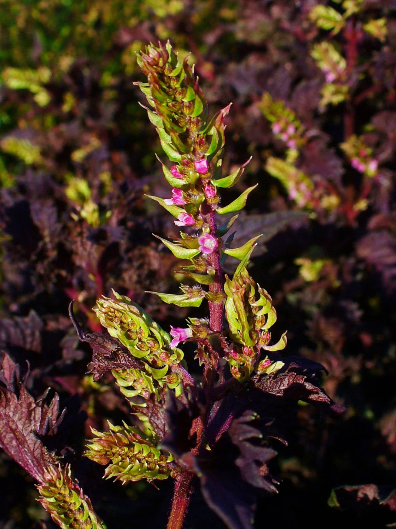 300 PURPLE SHISO aka PERILLA Frutescens Ornamental Herb Seeds Green & Purple