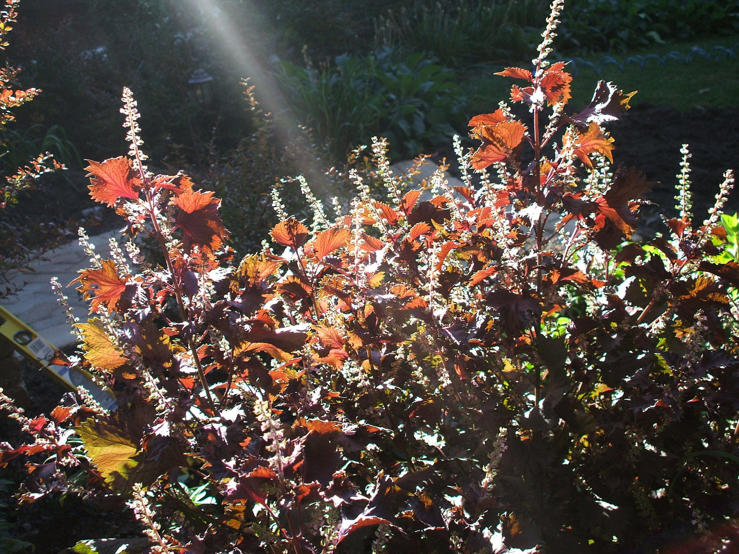 300 PURPLE SHISO aka PERILLA Frutescens Ornamental Herb Seeds Green & Purple