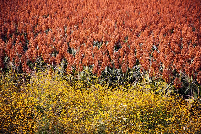 20 Syrup ROX ORANGE SORGHUM Waconia Sugar Cane Bicolor Vegetable Grain Seeds