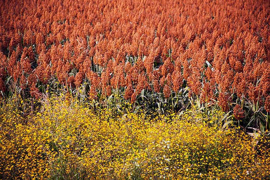 20 Syrup ROX ORANGE SORGHUM Waconia Sugar Cane Bicolor Vegetable Grain Seeds