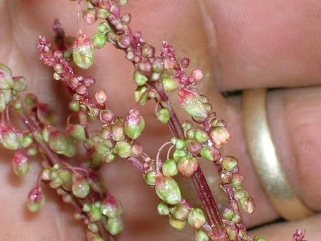 100 SHEEP SORREL Rumex Acetosella Red Field Sorrel Sour Weed Herb Flower Seeds