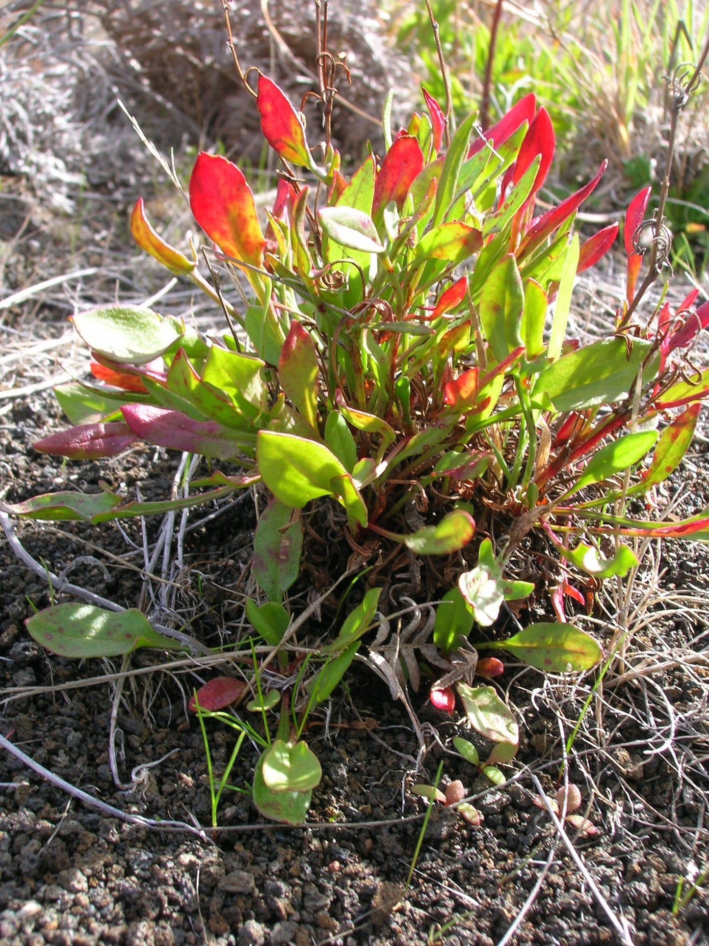 100 SHEEP SORREL Rumex Acetosella Red Field Sorrel Sour Weed Herb Flower Seeds