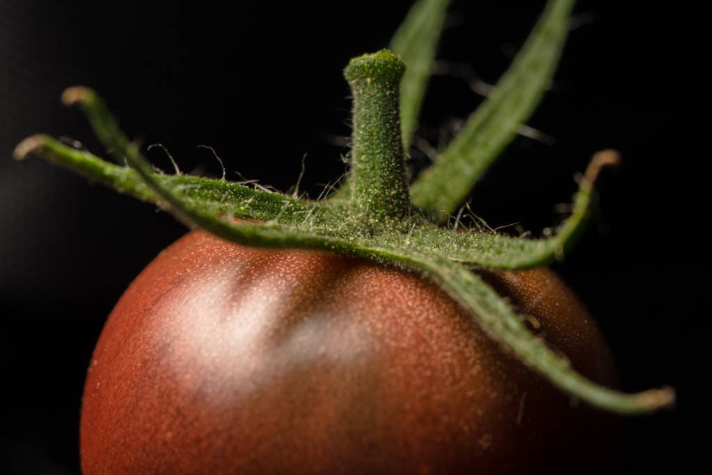50 BLACK CHERRY TOMATO Black Skin Sweet Round Lycopersicon Fruit Vegetable Seeds