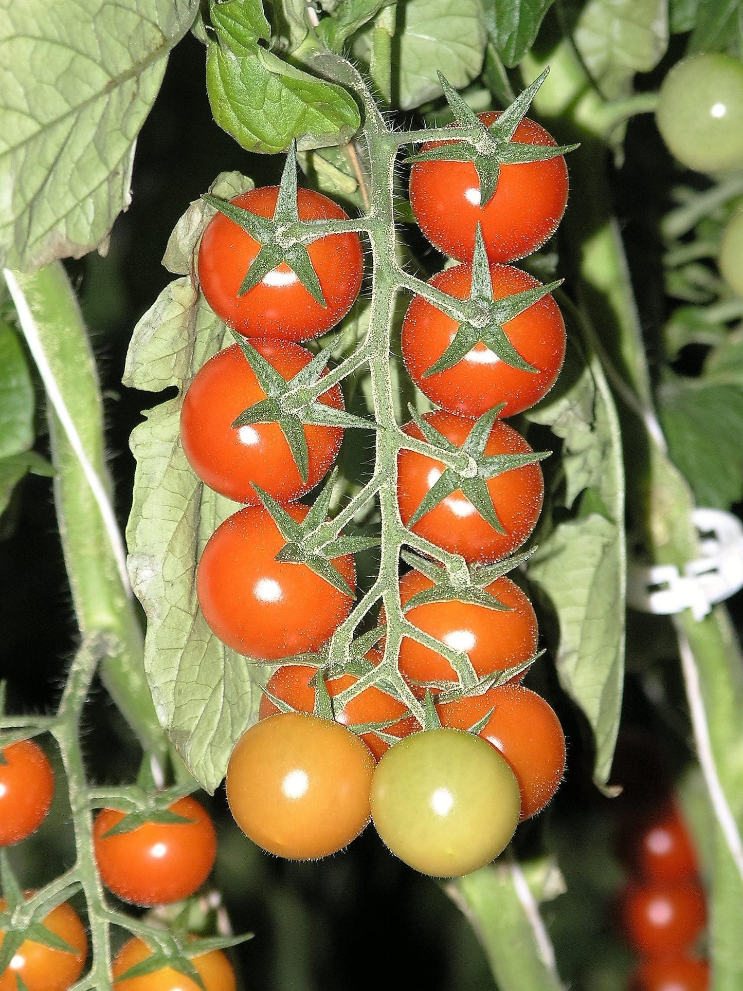 100 Red SWEETIE CHERRY TOMATO Super Sweet 1" Lycopersicon Fruit Vegetable Seeds