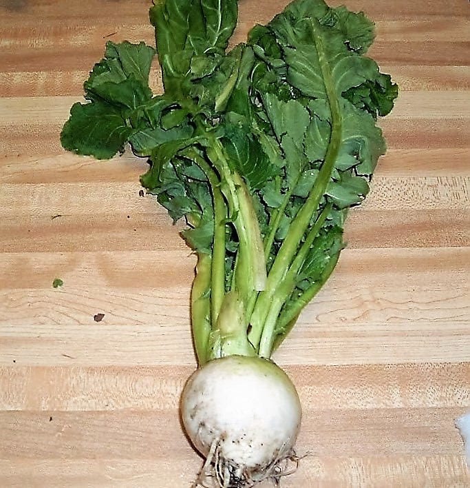 3000 SHOGOIN TURNIP White Japanese Brassica Rapa Root & Greens Vegetable Seeds