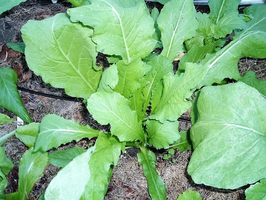3000 SHOGOIN TURNIP White Japanese Brassica Rapa Root & Greens Vegetable Seeds