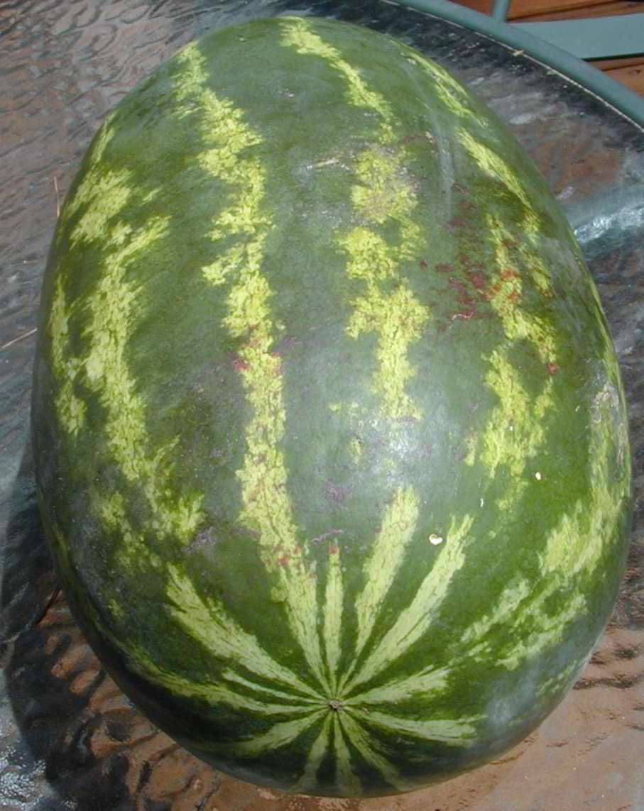 20 CAL SWEET Supreme WATERMELON Red Citrullus Lanatus 30 lb Melon Fruit Seeds