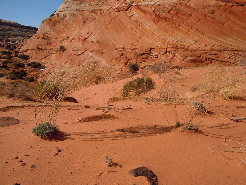 500 BEACH WORMWOOD Artemisia Caudata Silvermound Red Sagewort Herb Flower Seeds