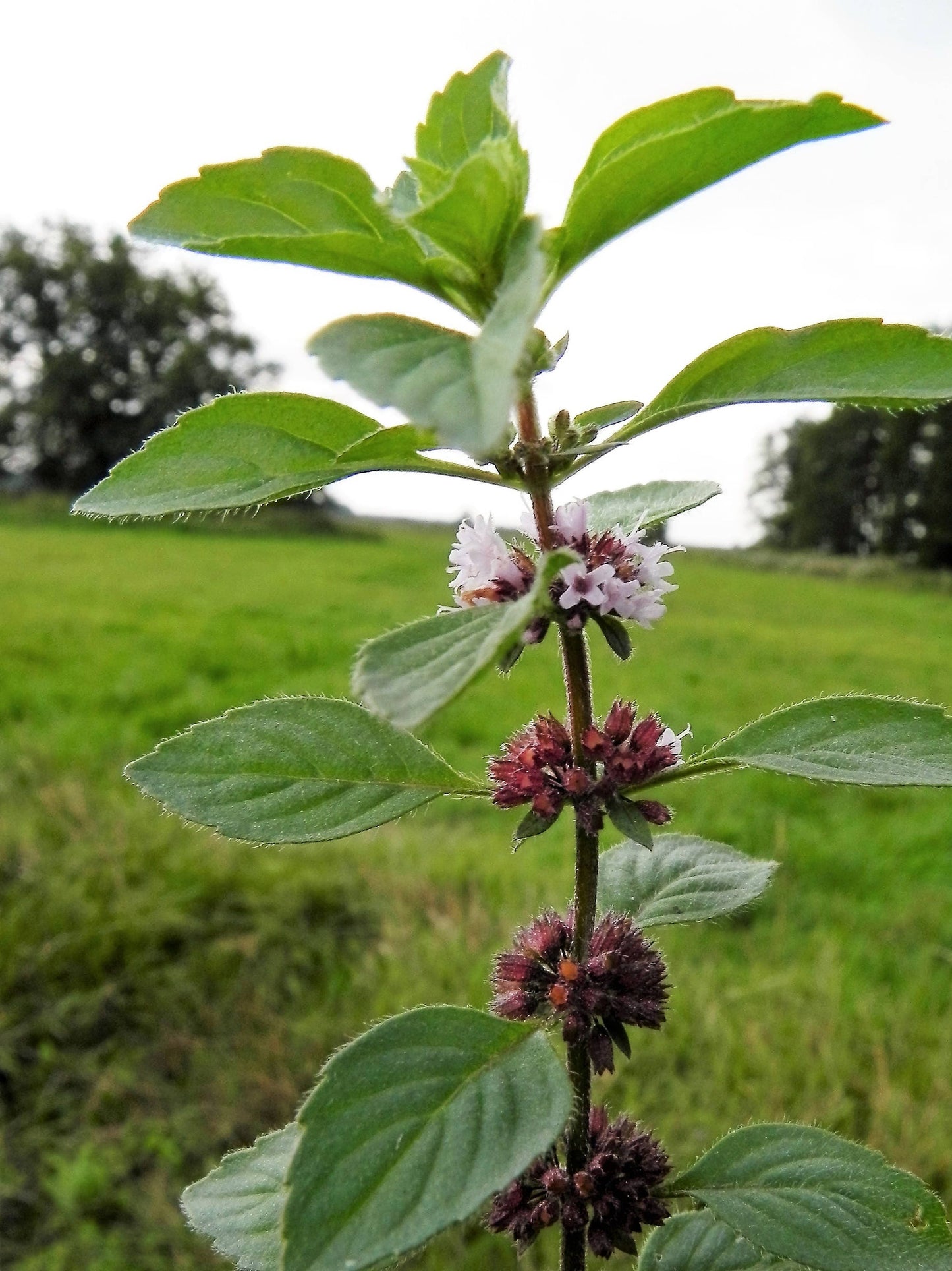 50 WHITE WOOD MINT Mentha Arvensis Wild Field Herb Flower Seeds