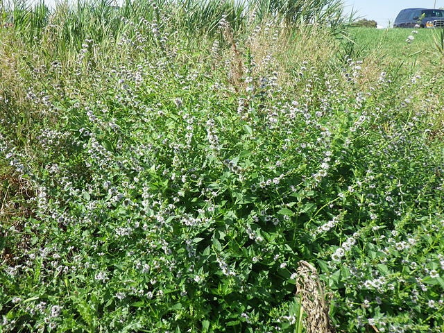 50 WHITE WOOD MINT Mentha Arvensis Wild Field Herb Flower Seeds