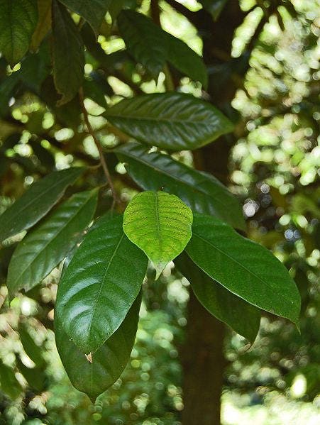 1 NUTMEG TREE Seed Myristica Fragrans Pala MACE Fruit Nut Pumpkin Pie Spice
