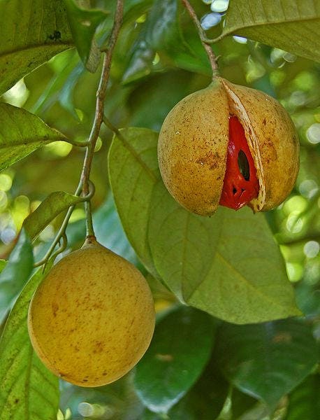 1 NUTMEG TREE Seed Myristica Fragrans Pala MACE Fruit Nut Pumpkin Pie Spice